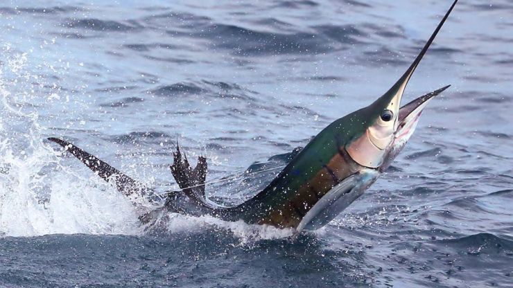 Summer Sails in Guatemala