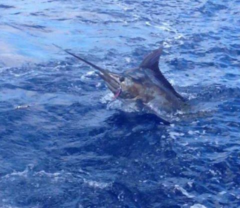 Louisiana Billfish Bite