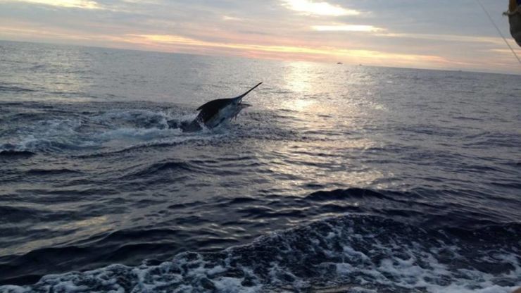 Oregon Inlet’s White Marlin Bite Continues
