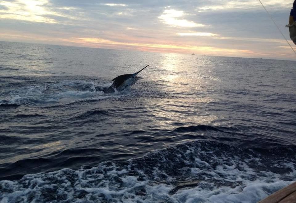 Oregon Inlet’s White Marlin Bite Continues