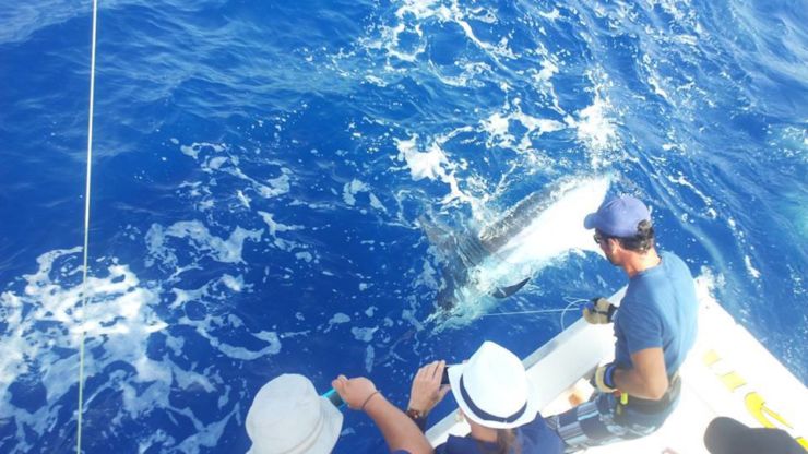 Blue Marlin Invade Grand Canary
