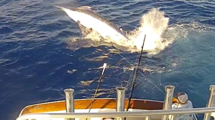 Great Barrier Reef Going Off