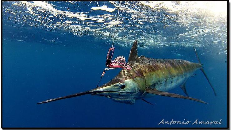 Great Start in Brazil