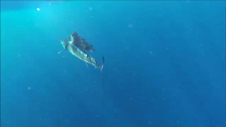 Winter Bite in Puerto Rico