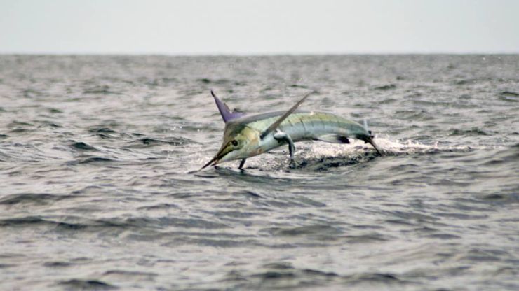 Cabo Striped Marlin Bite
