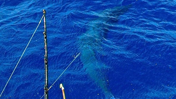 The Reef Bounces Back