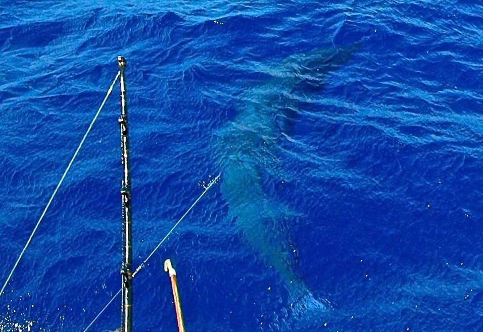 The Reef Bounces Back