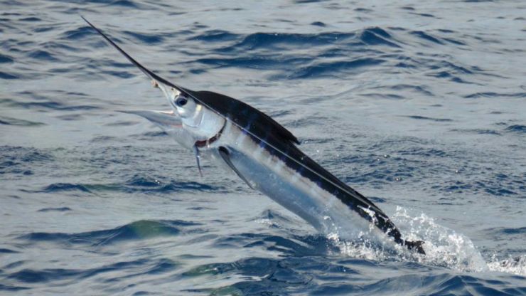 2013 Billfisheries of the Year – Honorable Mention Oregon Inlet