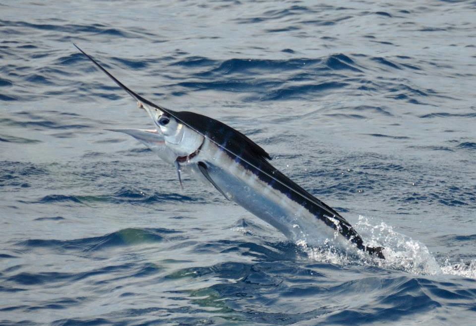 2013 Billfisheries of the Year – Honorable Mention Oregon Inlet