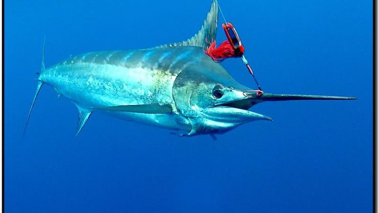 2013 Billfisheries of the Year – Honorable Mention Canavieiras