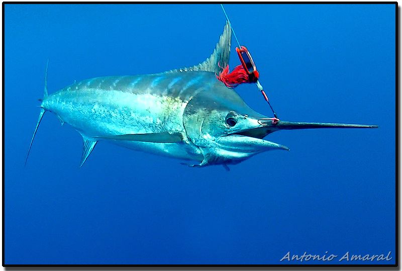 2013 Billfisheries of the Year – Honorable Mention Canavieiras