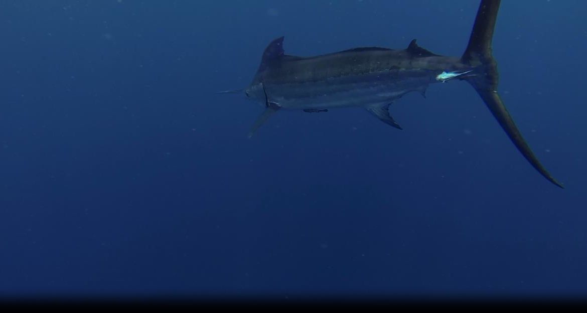 2013 Billfisheries of The Year – #6 Los Suenos, Costa Rica