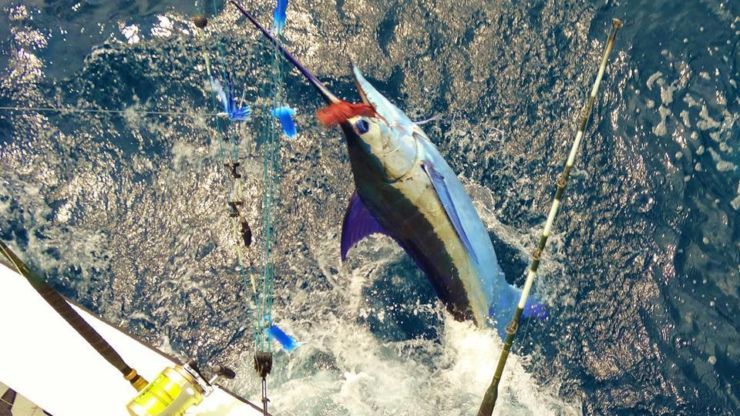 Los Suenos in Full Swing