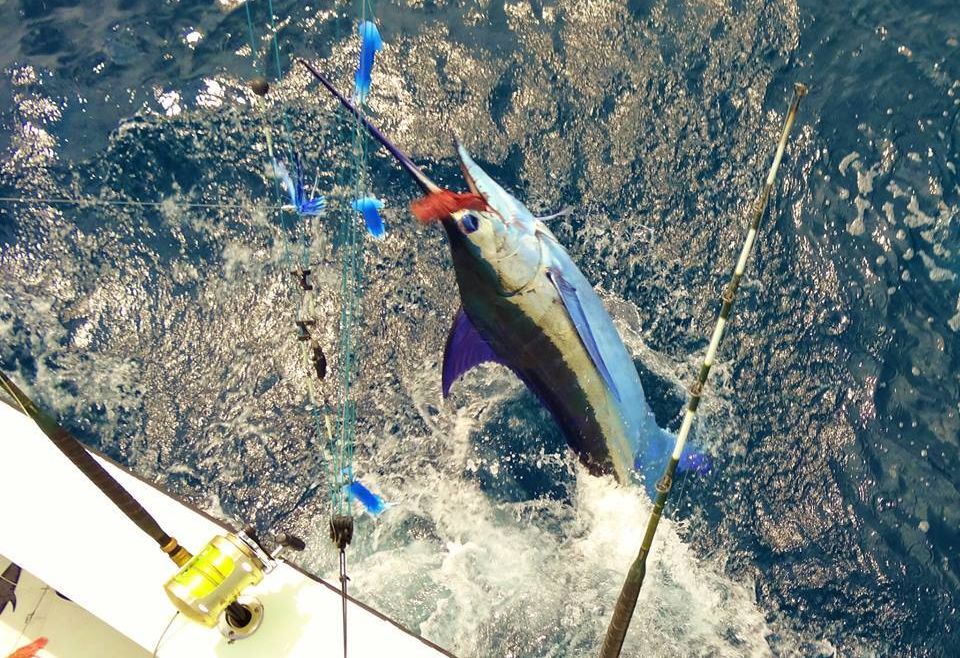 Los Suenos in Full Swing