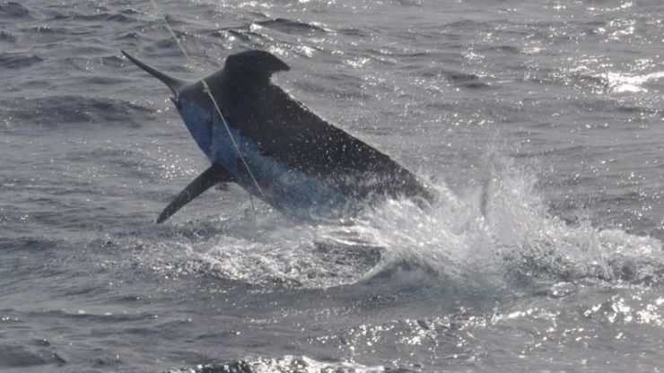 2013 Billfisheries of the Year – #2 Cape Verde Islands