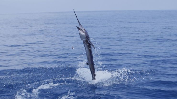 Los Suenos Goes Off!