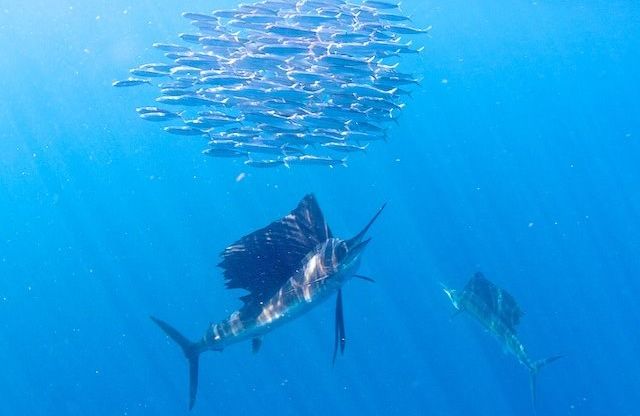 Slow Sailfishing in Isla Mujeres?