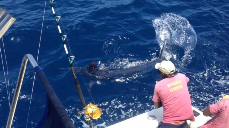 Kilifi’s Blue Marlin Bite