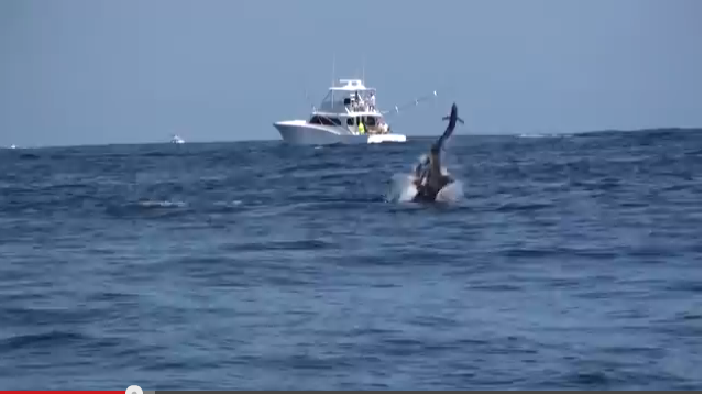 Blue Marlin & Dorado Dance!