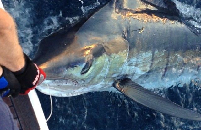 Big Stripes in New Zealand