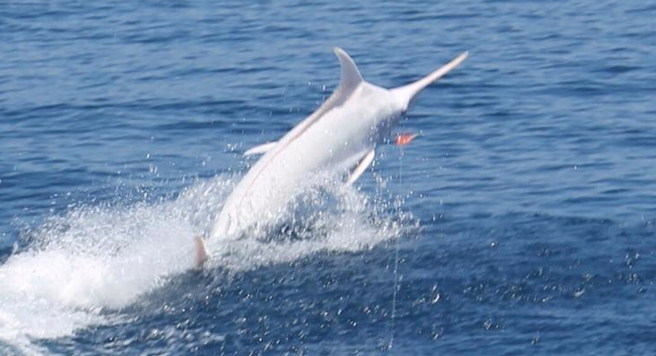 Rare Albino Blue Marlin