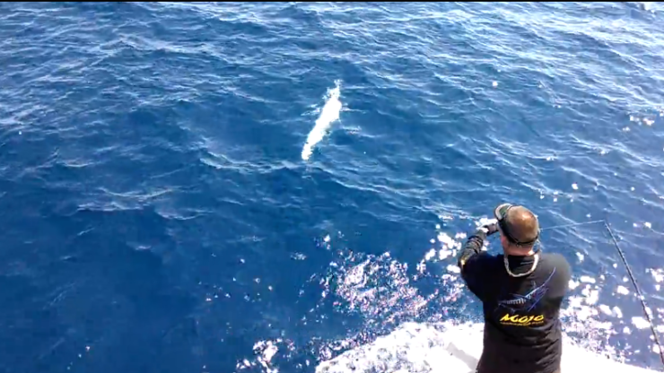 Albino Blue Marlin Video