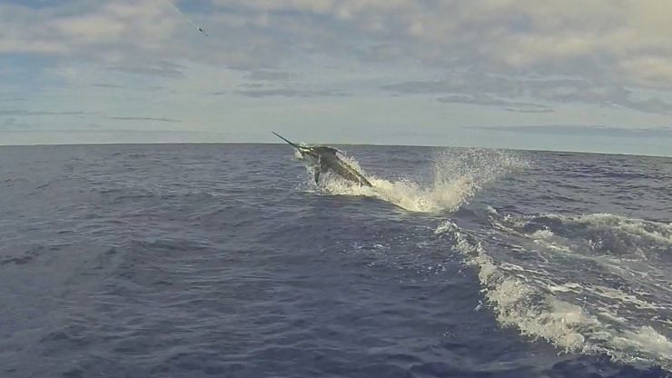 Big Blues Invade Cape Verdes
