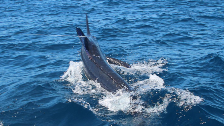 Cape Verdes Starting Up