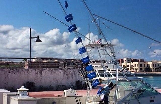 White Marlin Show in Cap Cana