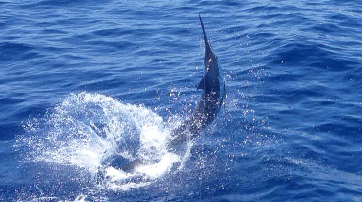 Blue Marlin Run off Los Suenos