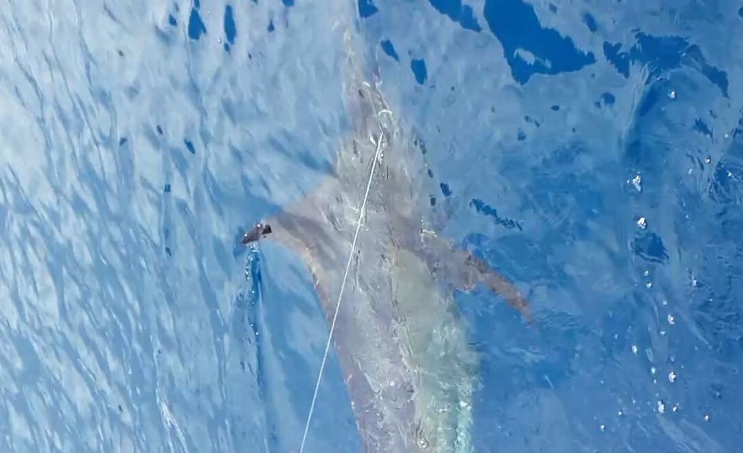 Red Hot Blue Marlin off Golfito