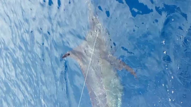 Red Hot Blue Marlin off Golfito