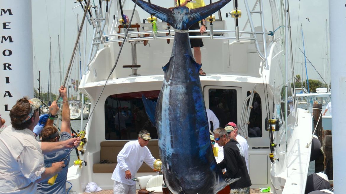 New Texas Blue Marlin Record