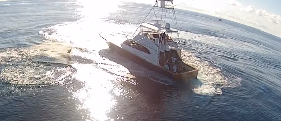 Blue Marlin on the Drone