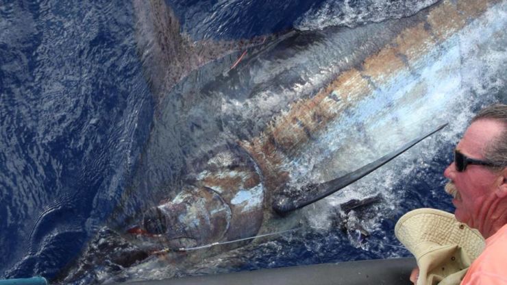 2014 Billfisheries of the Year – Honorable Mention Madeira
