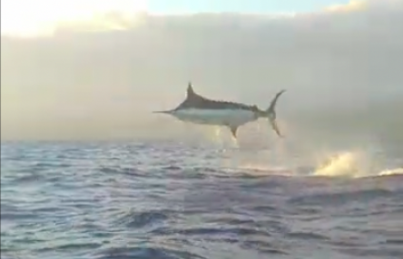 Massive Blue Marlin Takes Flight