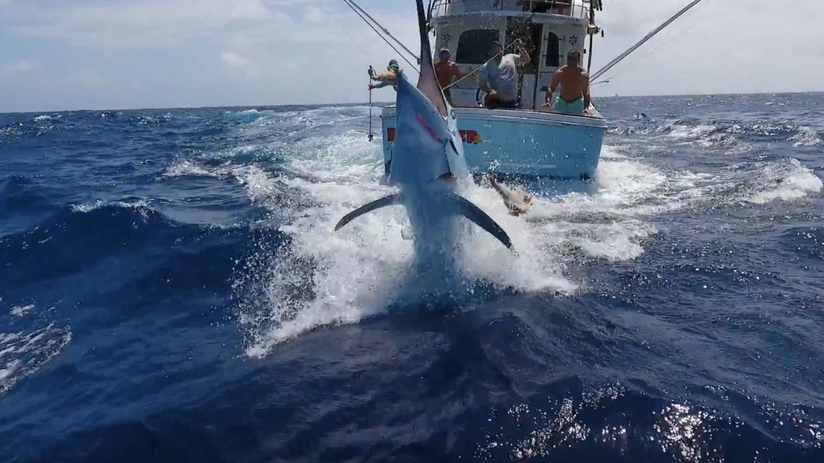 Black Marlin on the Drone