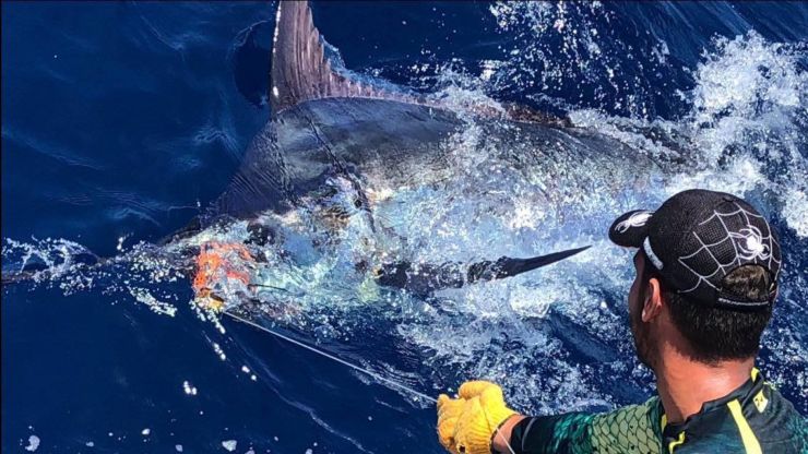 2018 Billfisheries of the Year – #8 Canary Islands