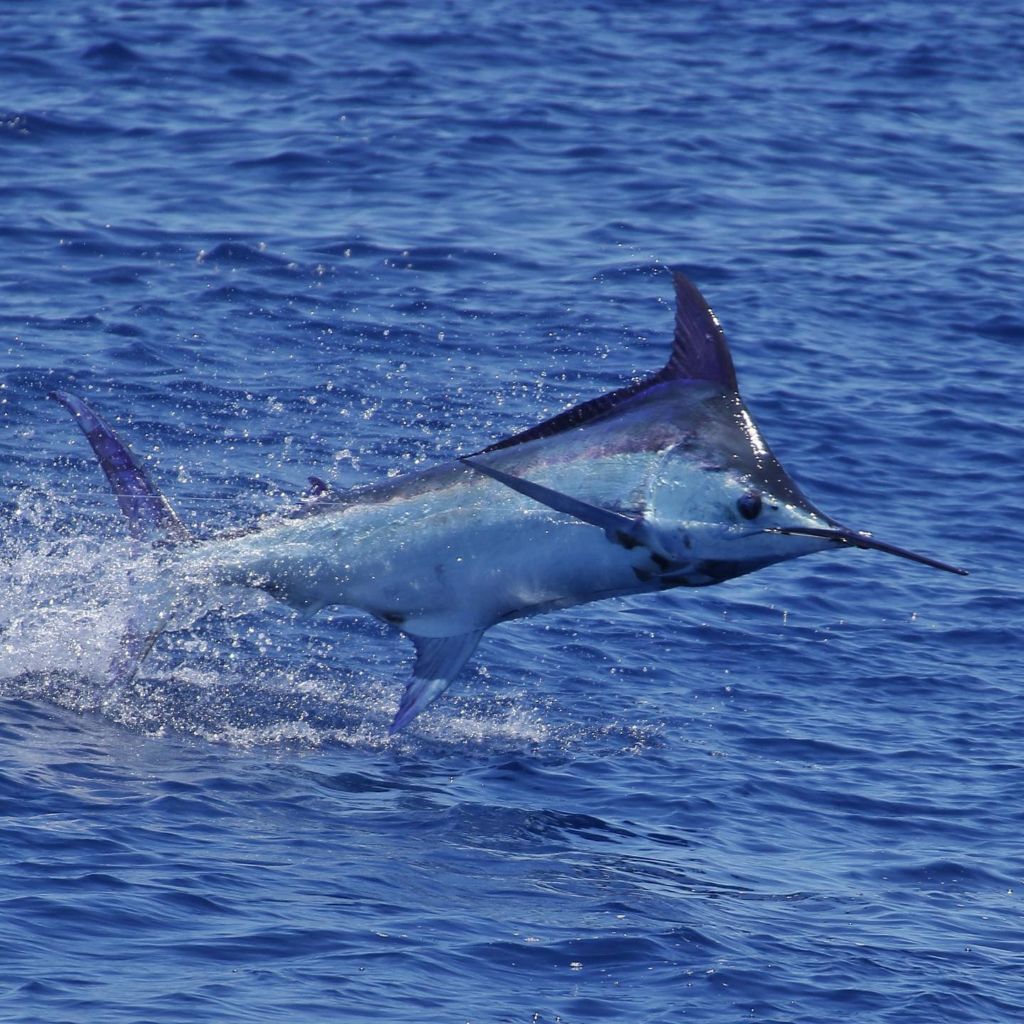 Blue Marlin - Peak Sportfishing