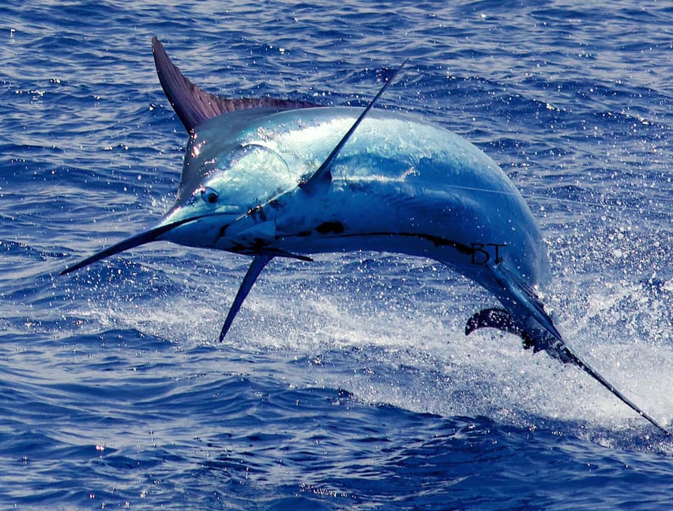 Blue Marlin - Snafu  Photo Bryan Toney