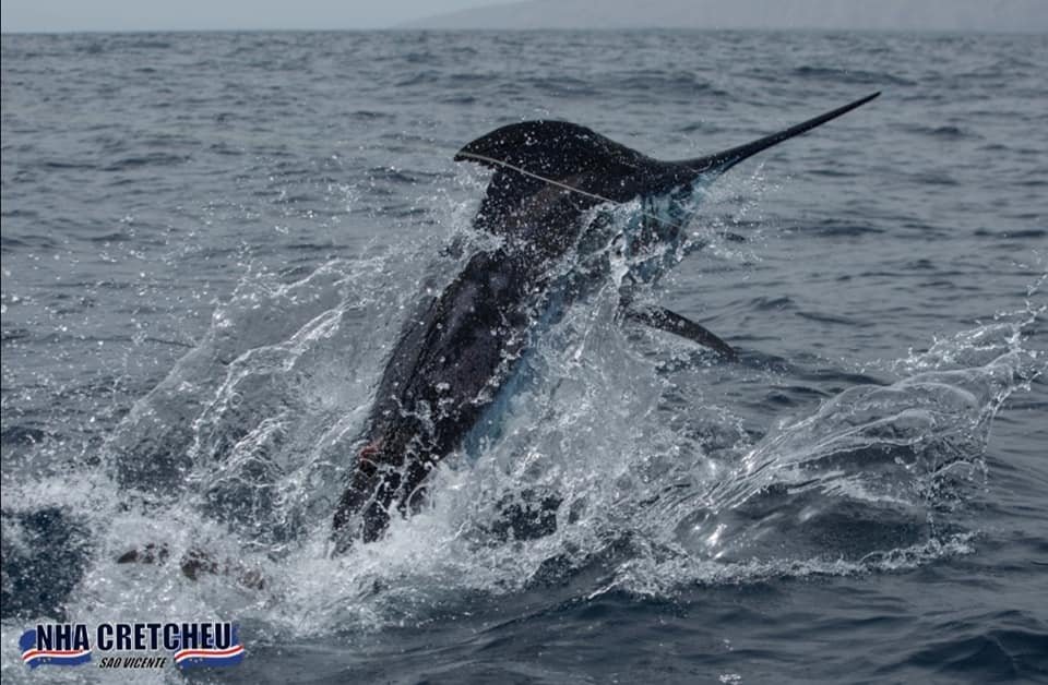 Capt. Stuart Simpson