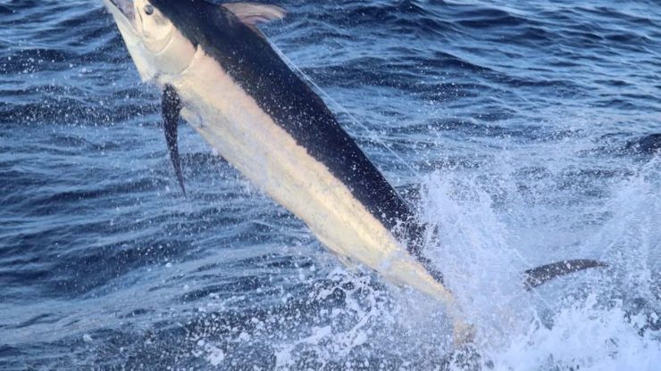 November 2023 – 500+ Club