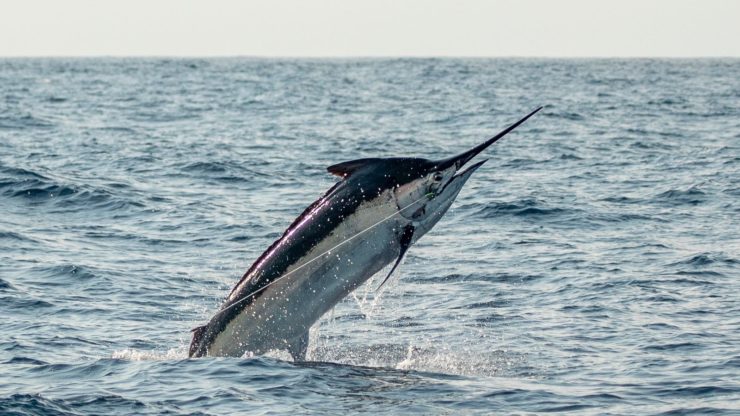 December 2023 – 500+ Club