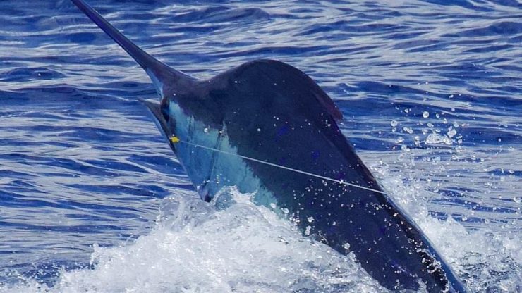 March 2024 – 500+ Club