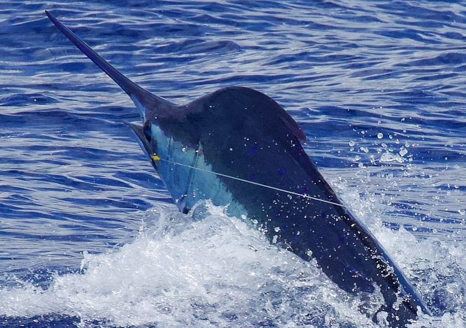 March 2024 – 500+ Club