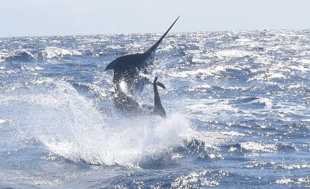 March 2025 – 500+ Club