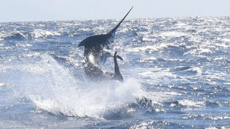 March 2025 – 500+ Club