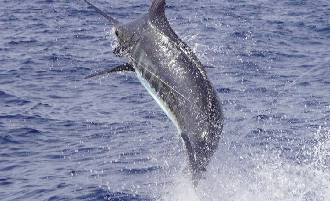 May 2025 – 500+ Club