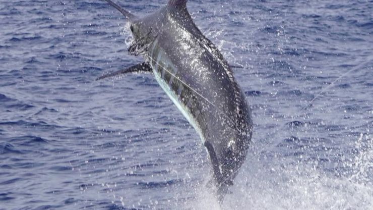 May 2025 – 500+ Club