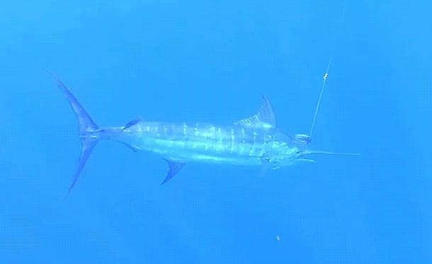 July 2025 – 500+ Club